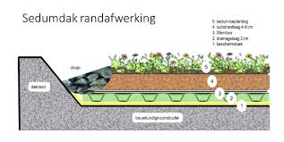 sedum dakbedekking