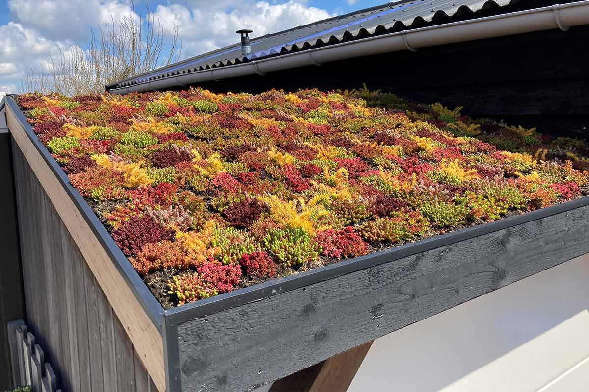 sedum op plat dak