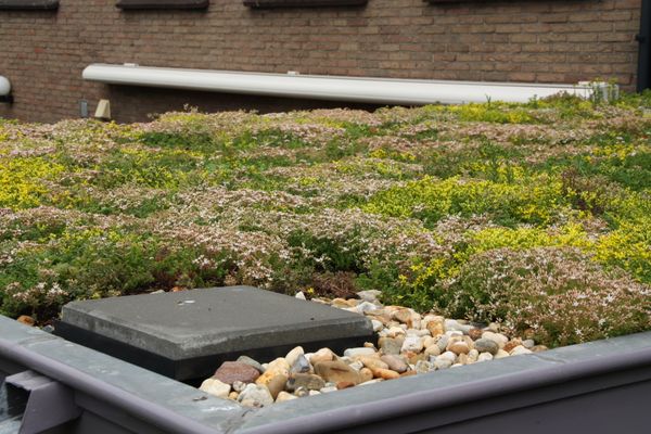 sedum op bestaand plat dak
