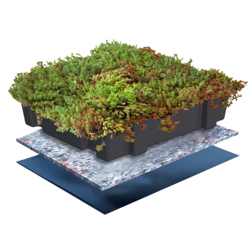 sedum dak