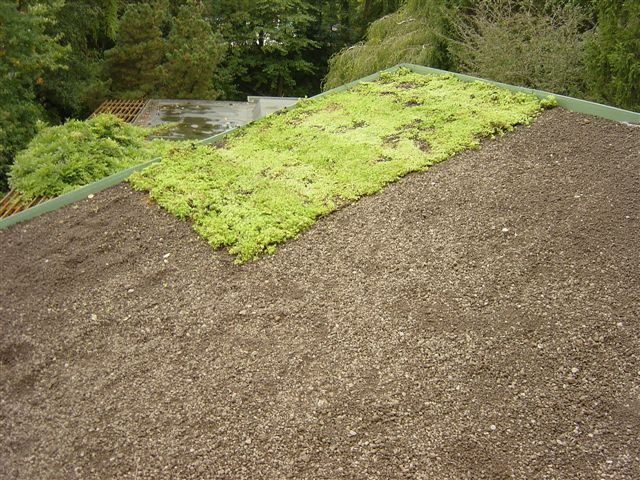 sedummatten